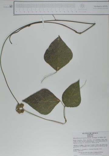 Rhynchosia precataria image