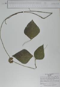 Rhynchosia precataria image
