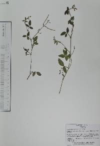 Desmodium scorpiurus image