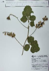 Paullinia tomentosa image