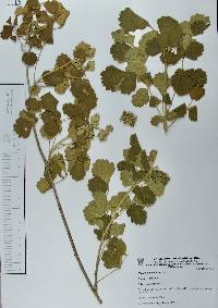 Paullinia tomentosa image