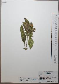 Ruellia inundata image