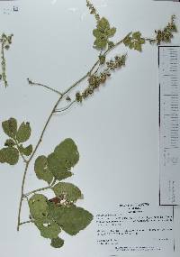 Paullinia tomentosa image