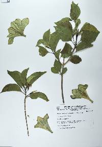 Hintonia latiflora image