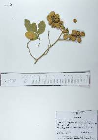 Paullinia tomentosa image