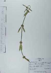 Spermacoce remota image