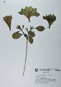 Hintonia latiflora image