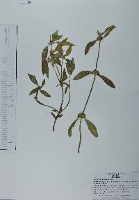 Spermacoce remota image