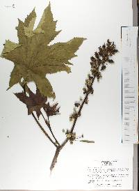 Ricinus communis image