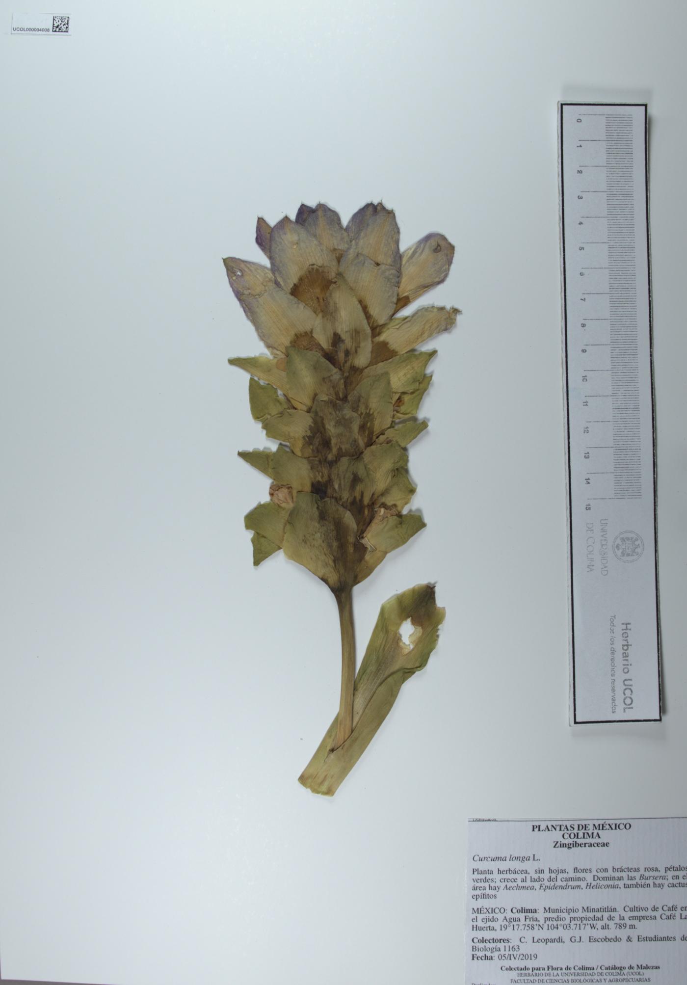 Curcuma longa image
