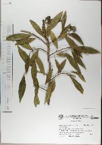 Sapium macrocarpum image