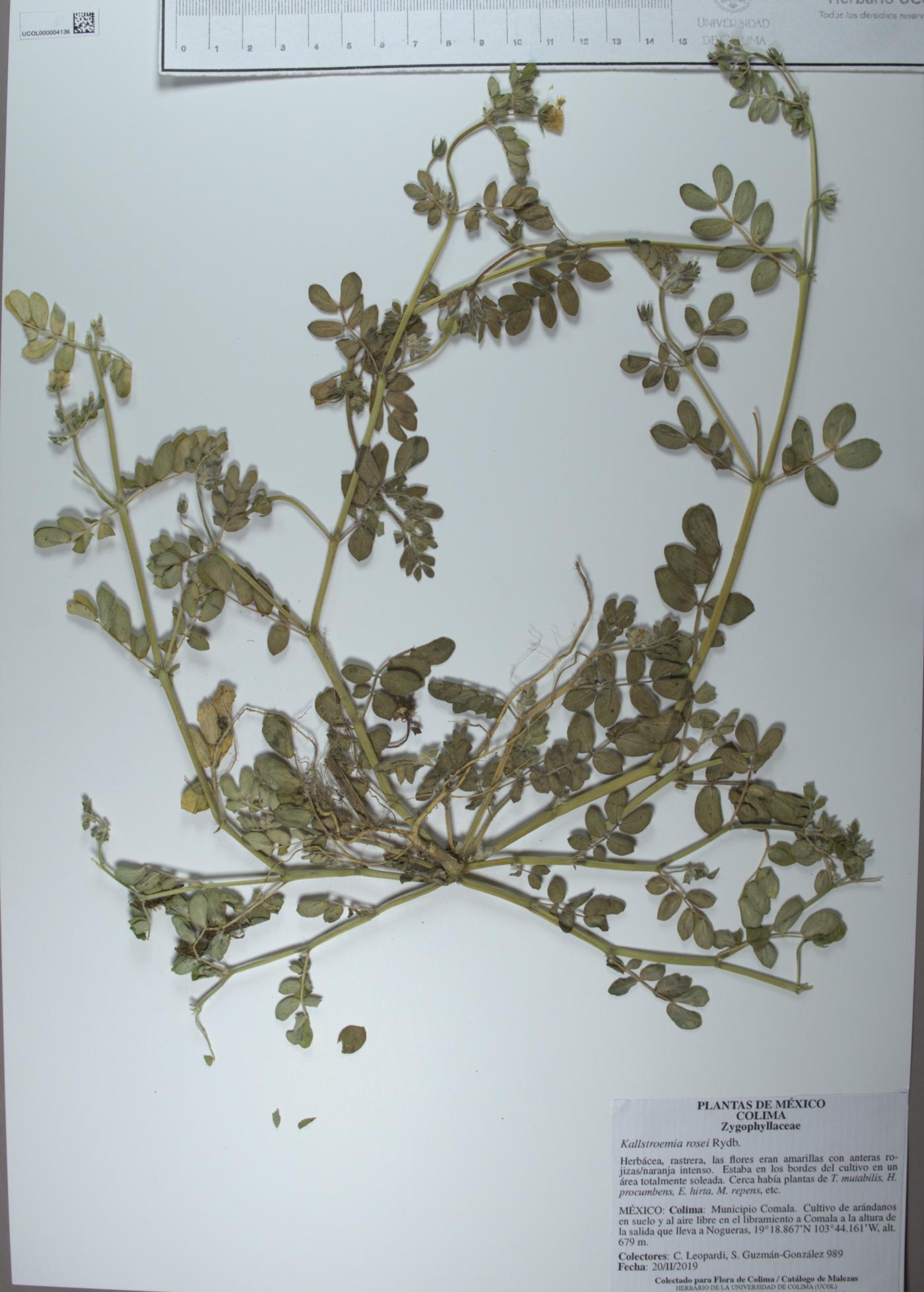Kallstroemia rosei image
