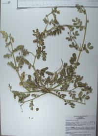 Kallstroemia rosei image