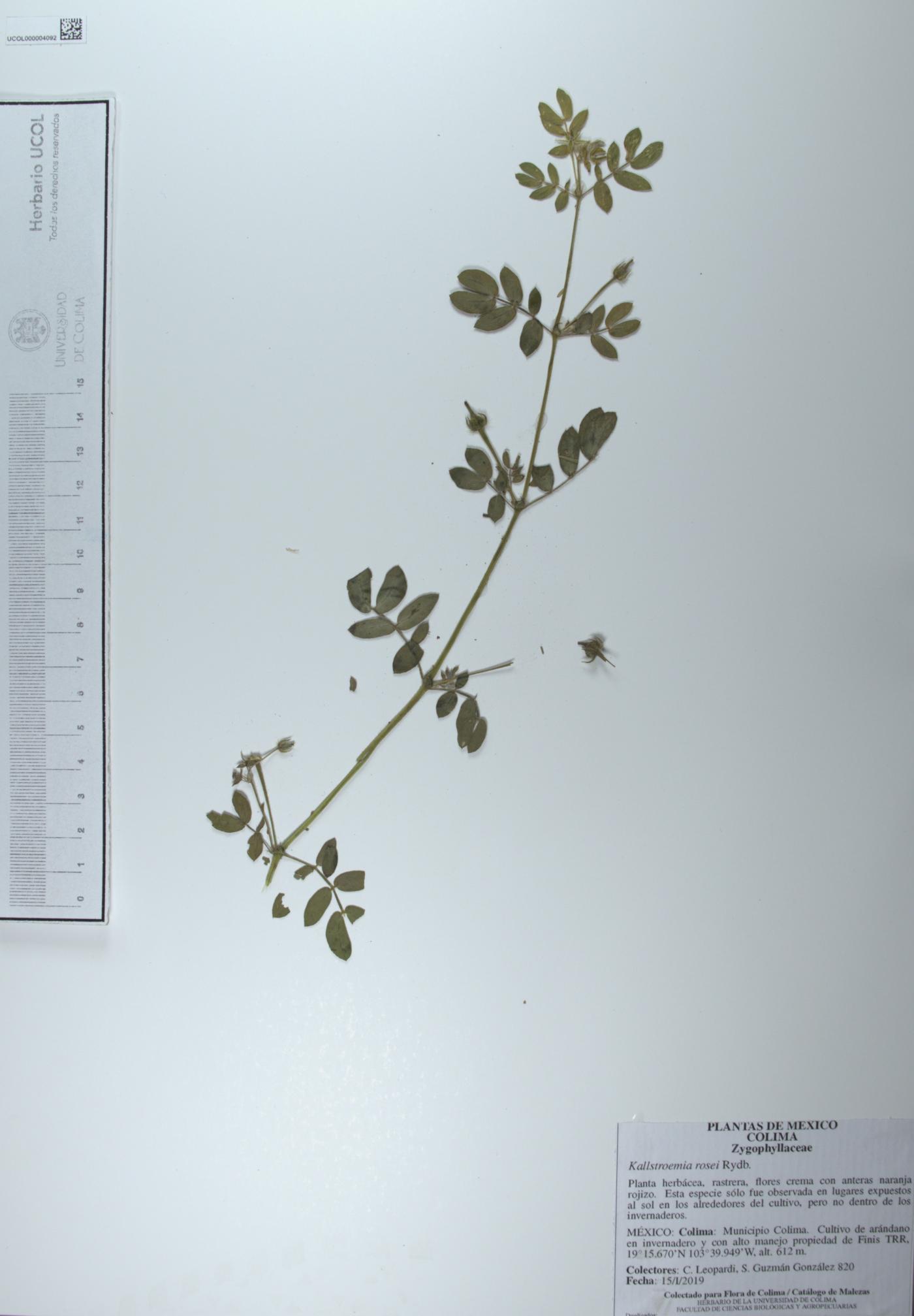 Kallstroemia rosei image