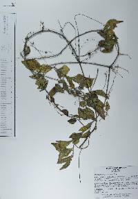 Peperomia glabella image
