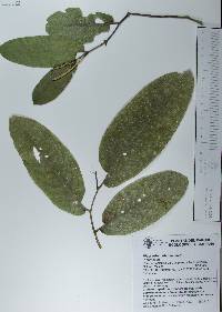 Piper tuberculatum image