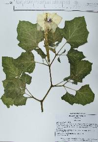 Datura discolor image