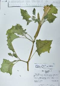Datura discolor image
