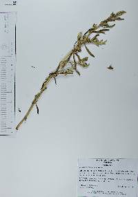 Lycium californicum image