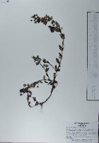 Mecardonia procumbens image