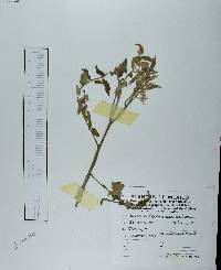 Solanum lycopersicum image