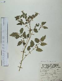 Solanum lycopersicum image