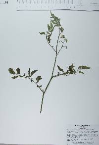 Lycopersicum esculentum image