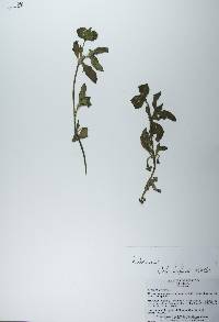 Richardia scabra image