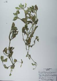 Richardia scabra image
