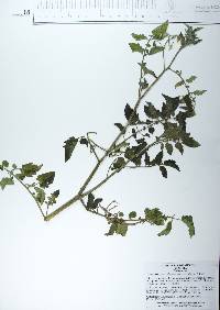 Solanum lycopersicum image