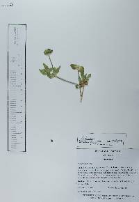 Richardia scabra image