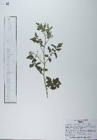 Solanum lycopersicum image