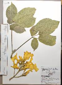 Tabebuia donnell-smithii image