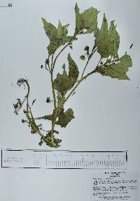 Physalis aggregata image