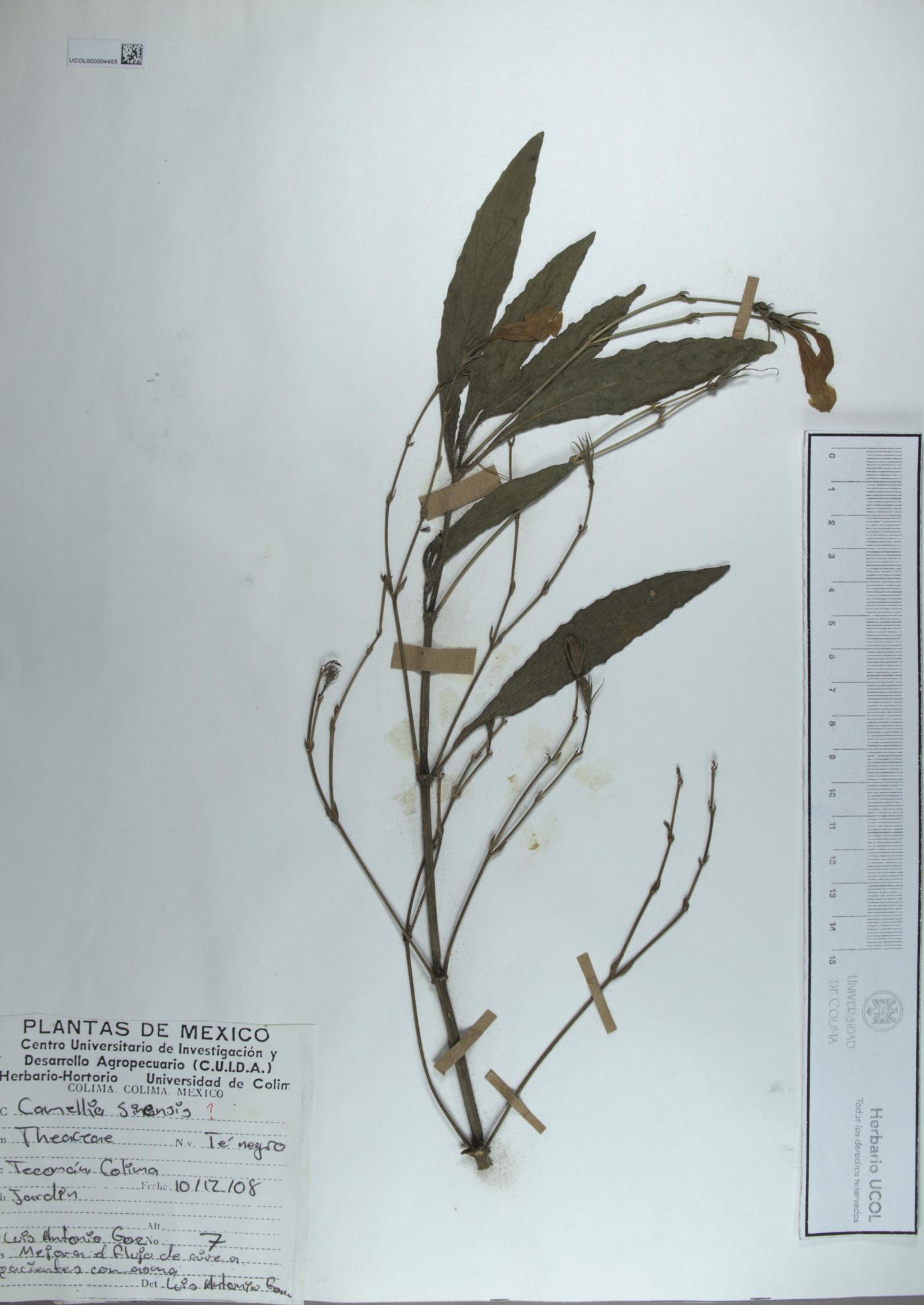 Camellia sinensis image