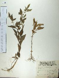 Physalis gracilis image