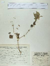 Physalis gracilis image