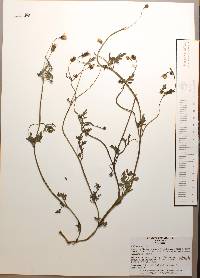 Bidens alba image