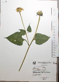 Tithonia rotundifolia image