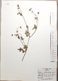 Bidens alba image