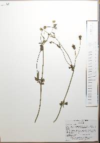 Bidens alba image