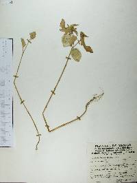 Physalis philadelphica image