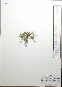 Lepidium didymum image