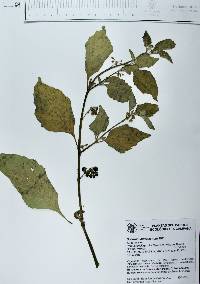Solanum americanum image