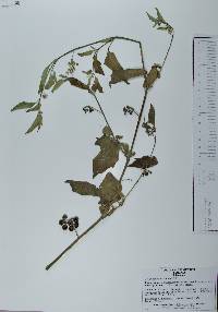 Solanum americanum image