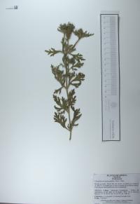 Glandularia bipinnatifida image