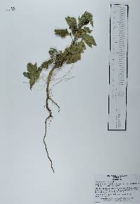 Solanum americanum image