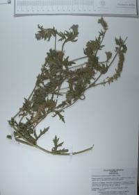 Glandularia bipinnatifida image