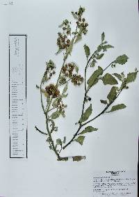 Solanum americanum image