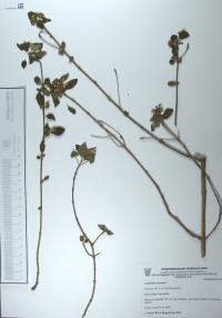 Lantana camara image